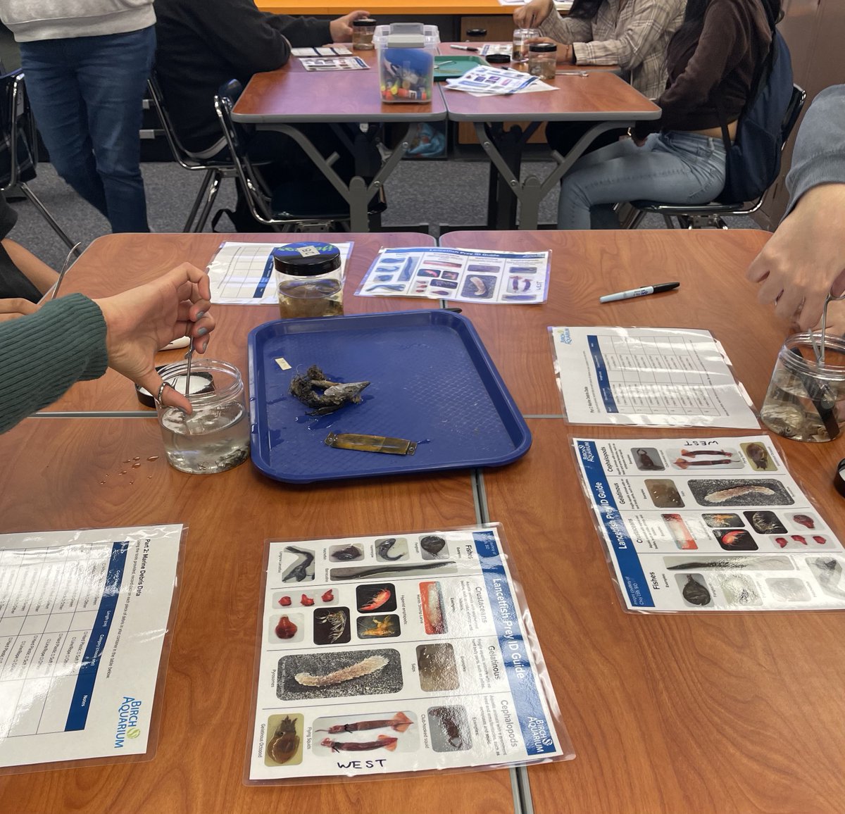 Today in Mrs. DeGeer's Life Science class, students analyzed the effects of human debris on marine life with <a href="/Birch_Aquarium/">Birch Aquarium</a> !