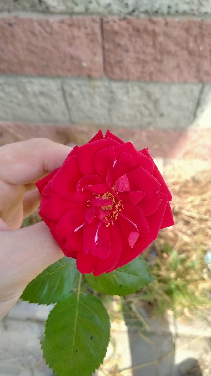 4 gündür evde acı çekiyorum resmen elinden bir şey gelmiyor, gitmek istiyorum yeterince kalabalık diyorlar enkaz kaldırma tecrübemiz de yok acı çekiyorum tweet beğenip , YouTube da haber kanalları izliyorum umarım bir an önce her şey iyi olur acımız çok büyük çok...🇹🇷🇹🇷🇹🇷