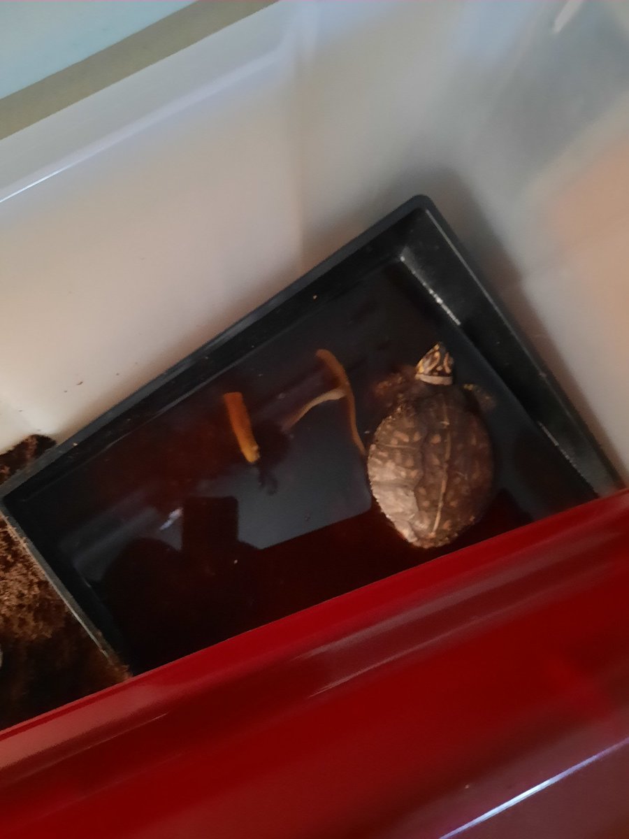 BeebsJoy's tweet image. My husband just sent me this photo!  This is the first time Mr Turtle decided to take a swim/soak on his own!  #boxturtle #turtlemom #MrTurtlesAdventures