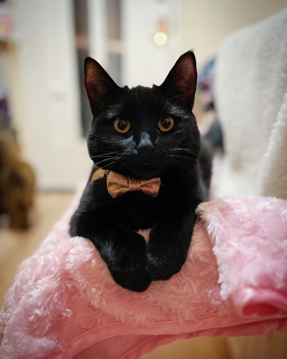 NatCBrooks's tweet photo. 🖤🐾 I’m cute & I know it! 🐾🖤
#lilah #thetinyone #cute #darkbeauty #loveher🖤 #loveblackcats #sparkle #rosegold #prettykitten https://t.co/Otoohug5hl