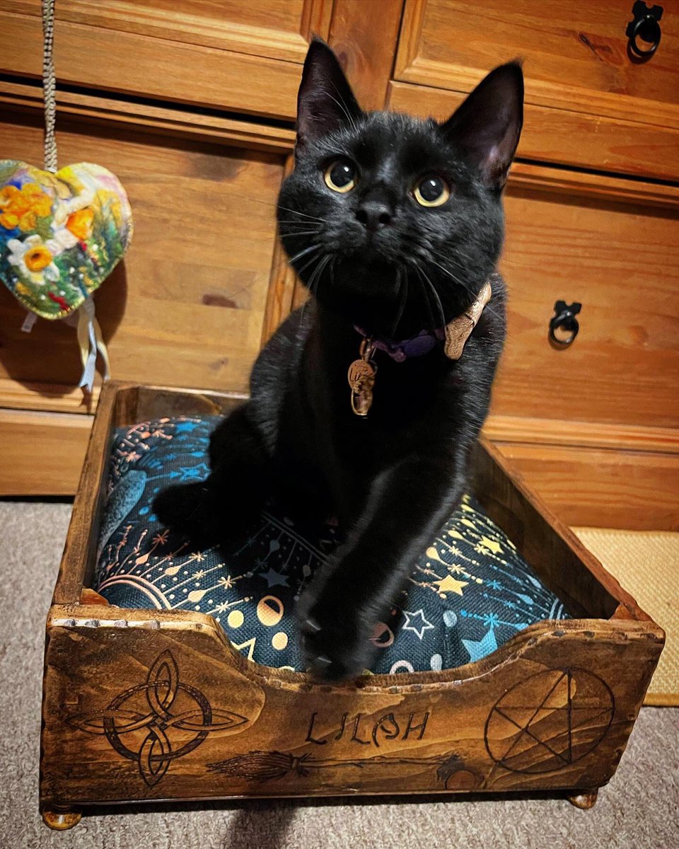 NatCBrooks's tweet photo. Lilah & her new spiritual bed 🥰🐾🔮🐈⬛🖤
#lilah #thetinyone #loveblackcats #mygirl #cute #darkbeauty #spiritual #spiritualkitty #loveanewbed https://t.co/l1NQaojuZD