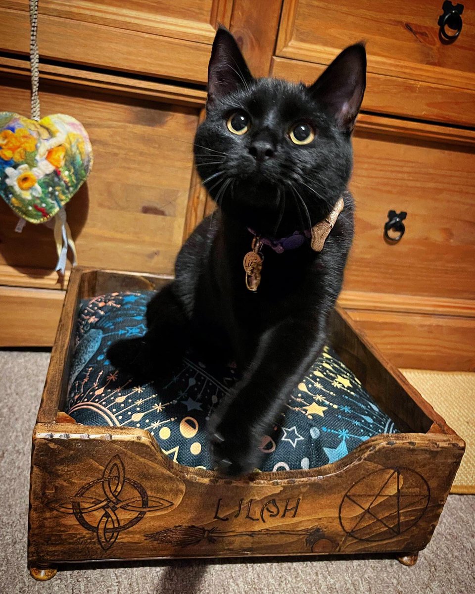 Lilah & her new spiritual bed 🥰🐾🔮🐈‍⬛🖤
#lilah #thetinyone #loveblackcats #mygirl #cute #darkbeauty #spiritual #spiritualkitty #loveanewbed