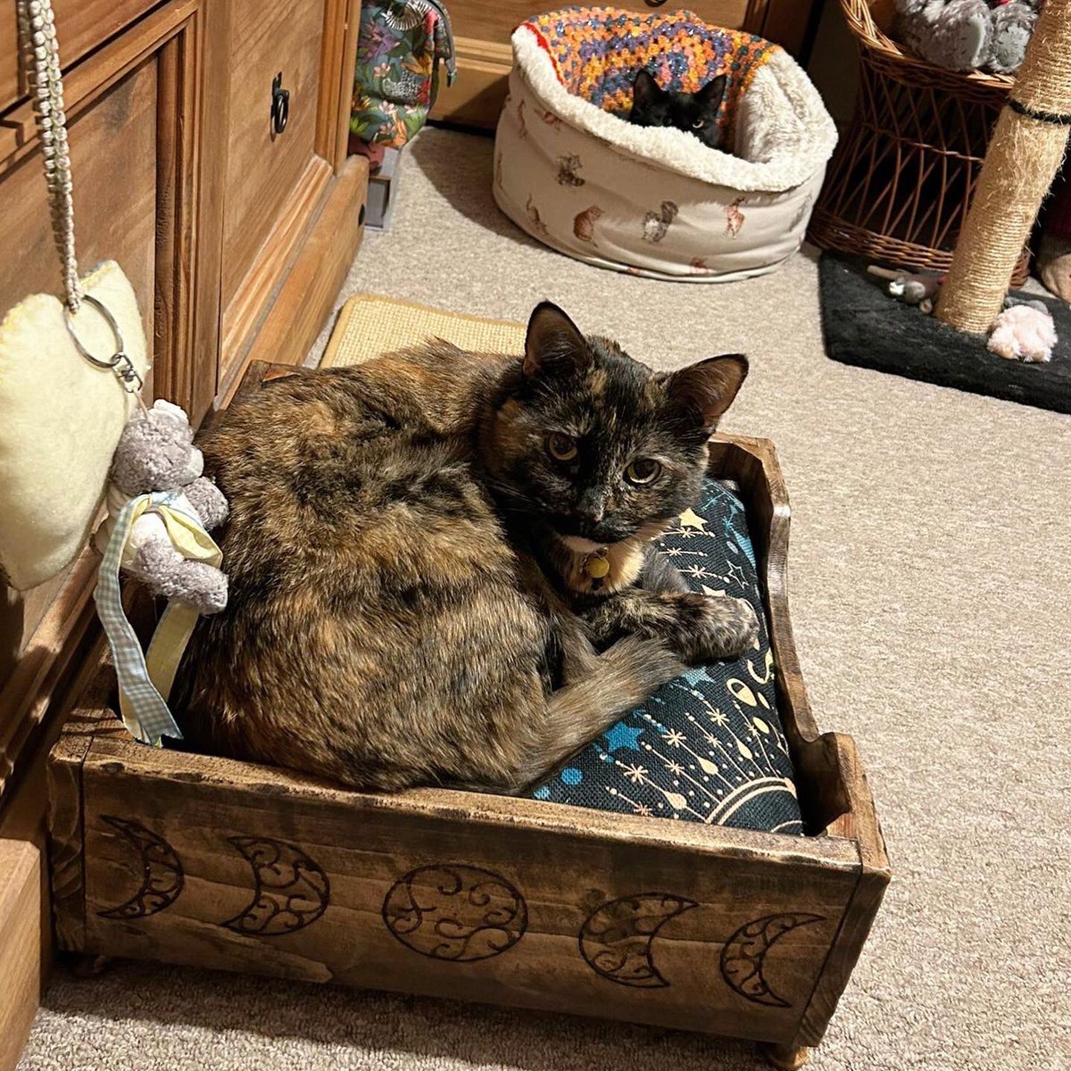 NatCBrooks's tweet photo. Smartie’s in Lilah’s bed, Lilah’s in Gus-Gus’…..I don’t know where Gus-Gus is going to sleep?! 🤔🐈⬛🐈🐈⬛😆🖤🧡🤎
#smartie #lilah #gremlin #gremmie #thetinyone #cutekittens #bedshare #threeinthebed #lovethem❤️ https://t.co/SCVvvLf8Gg