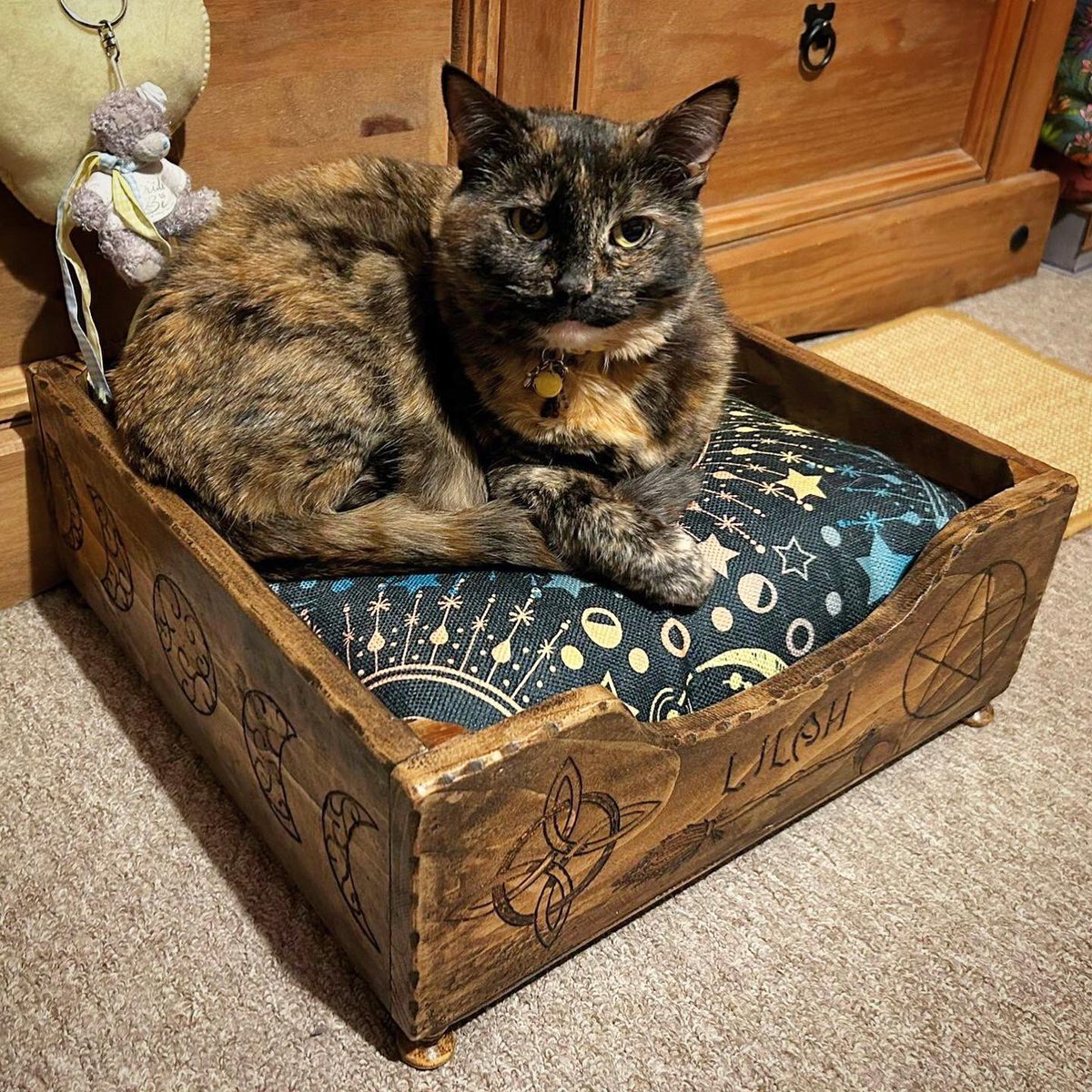 NatCBrooks's tweet photo. Smartie’s in Lilah’s bed, Lilah’s in Gus-Gus’…..I don’t know where Gus-Gus is going to sleep?! 🤔🐈⬛🐈🐈⬛😆🖤🧡🤎
#smartie #lilah #gremlin #gremmie #thetinyone #cutekittens #bedshare #threeinthebed #lovethem❤️ https://t.co/SCVvvLf8Gg