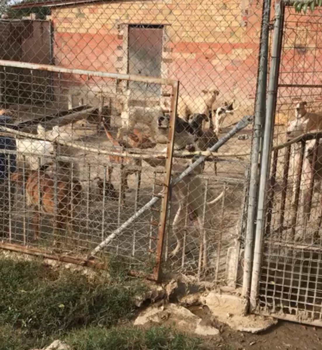 🔵 CONSUMADAS LAS LEYES DE DESPROTECCION ANIMAL

🔵 Pactos de sillones (PODEMOS y PSOE), palmeros y marionetas montados en el autobús de la risa, los responsables de millones de vidas que se quedan en la estacada. GRACIAS POR TANTO TEATRO Y POR LA GRAN TRAICION.