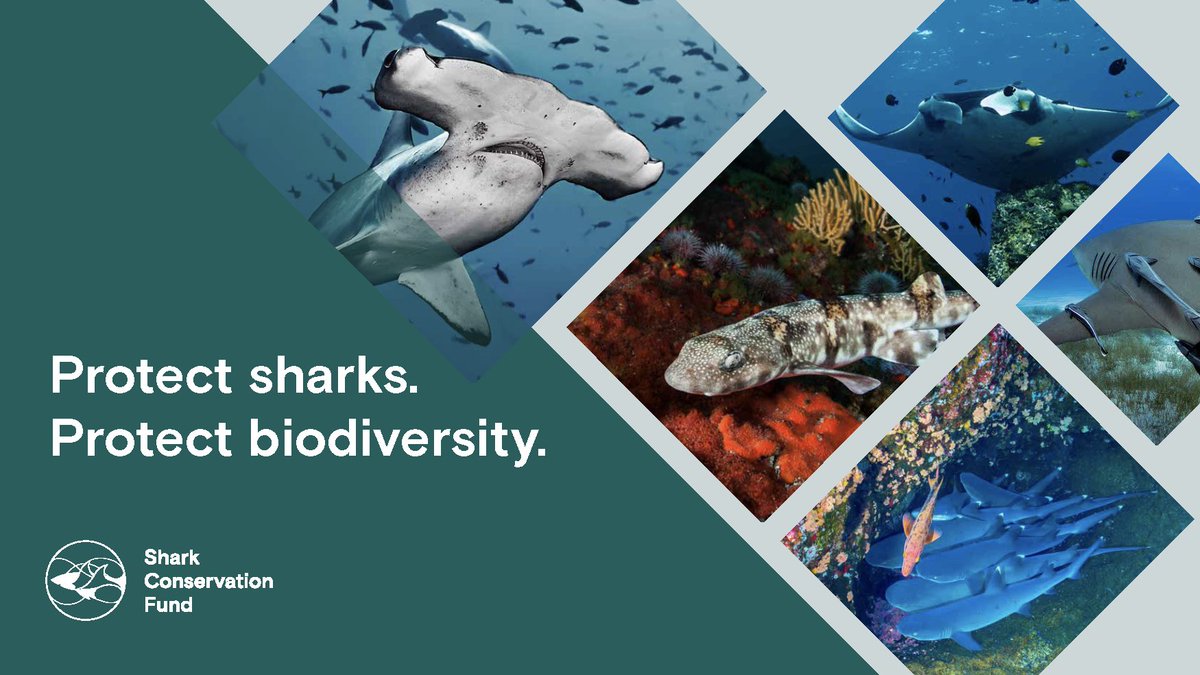 Shark Conservation Fund tweet media