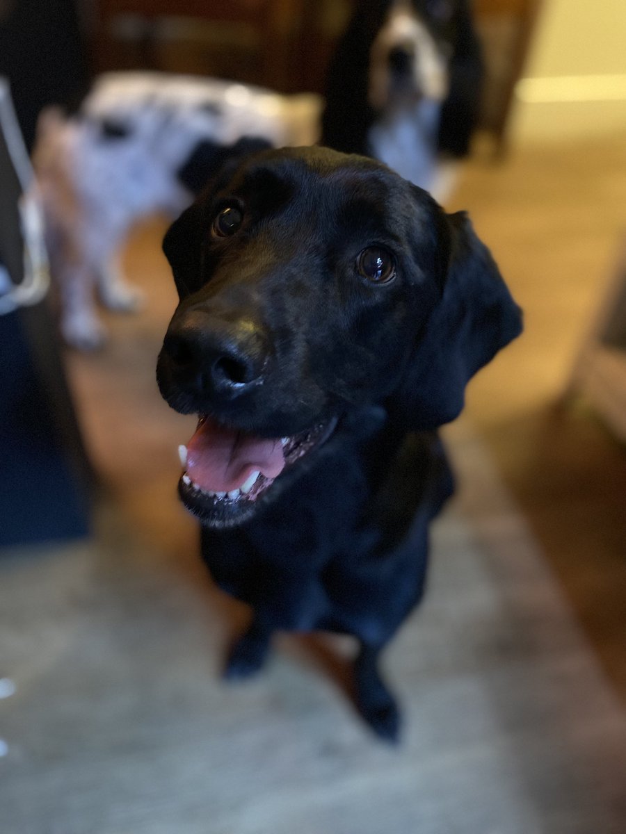 Sher1Sherwood's tweet photo. Did someone say “treats”?

#bardogs #dogsoftwitter #sherwood #dogfriendly https://t.co/p2pCCBHSwg
