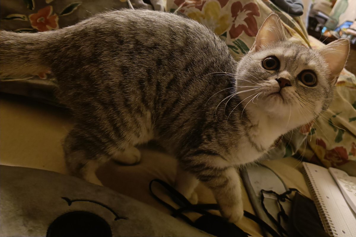 Michael's Cat tweet media