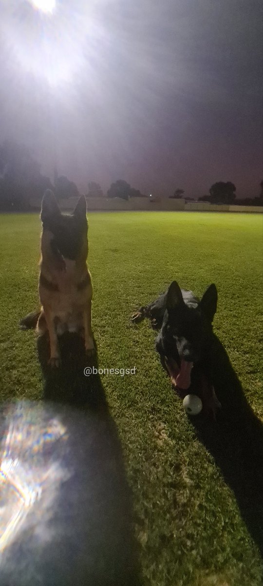 Talth3's tweet photo. Night run last night... Really need a new phone/camera...
#gsd #gsdworld #gsdofinstagram #gsdsofinstagram #gsddog #germanshepherddog #germanshepherdloversofinstagram #germanshepherd #malinoislovers #malinoisofinstagram #malinoisworld #gsdlovers https://t.co/ZCFXPnwKgz