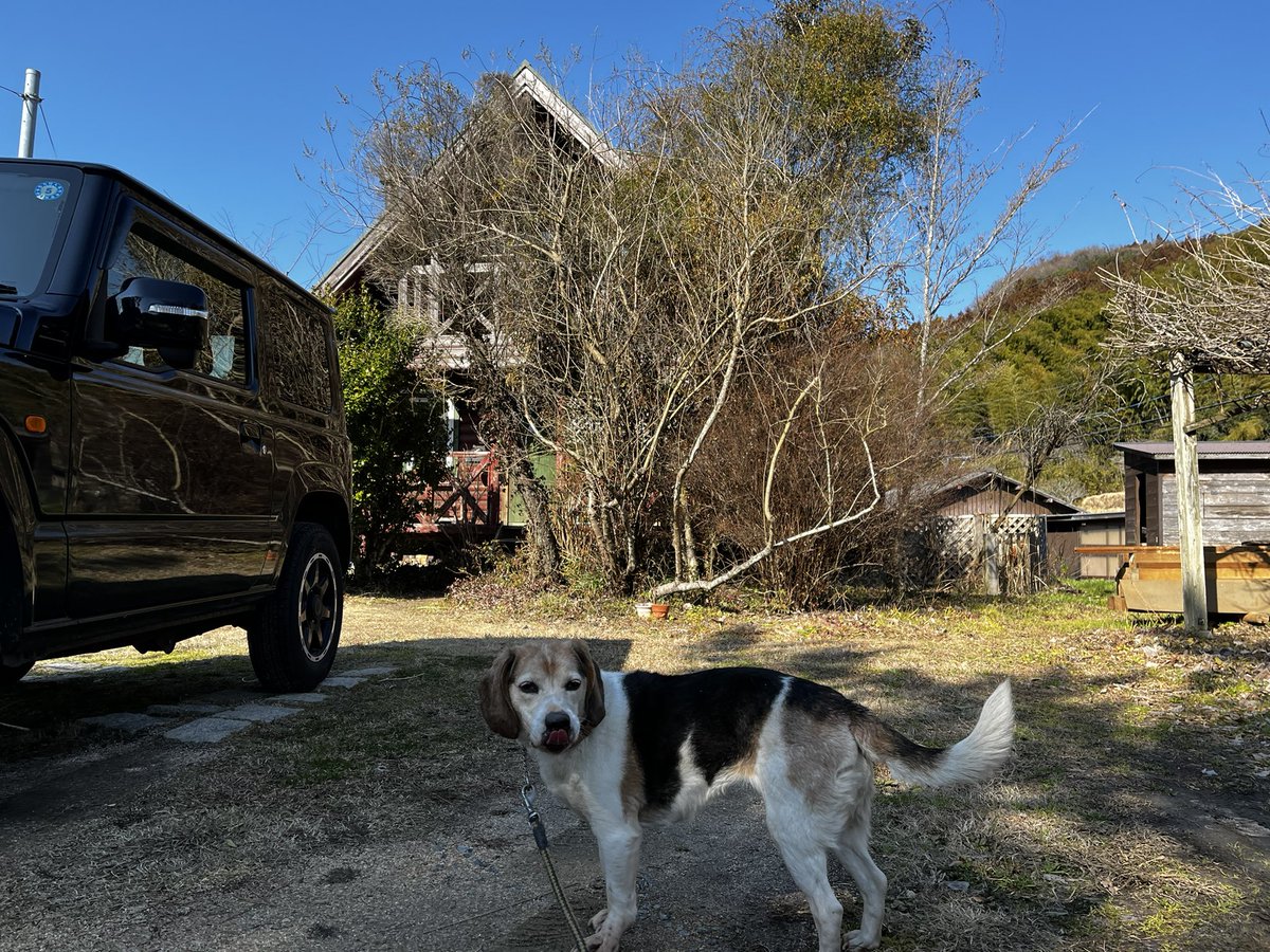 Erikolurvxxx's tweet photo. Afternoon walkies🐾
#dog #dogoftwitter
#beagle #beaglelove
#beaglefacts
#walkies #timeforwalkies
#jimny
#suzukijimny https://t.co/9TPMKk477x