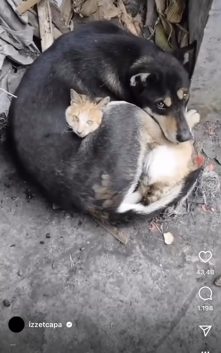 Duygularım öyle ağır geliyor ki taşıdığım şu canıma. Çare olmak isteyip olamadığımız her görüntü derin yaralar açıp,hasta edip, hepimizi bir gün süründürecek. Bu çektiğimiz acı artık nolur son olsun.