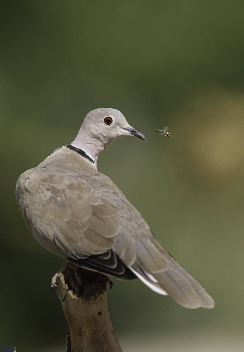 ThePhotoHour on Twitter "RT Az_AZWARI African collared dove يمام