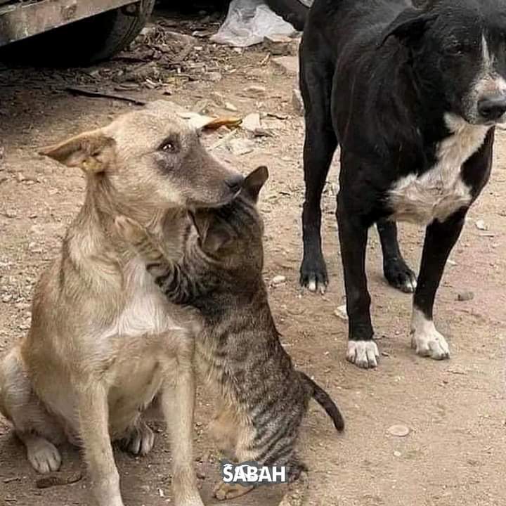 Enkaz sonrası birbirine sarılan kedi ve köpek…

#deprem #enkaz #kedi #köpek