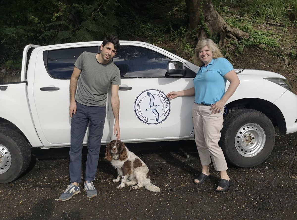EPICislands's tweet photo. 👏 Exciting first day of an expedition to #Dominica 🇩🇲 to look for nesting 🪹 Black-capped Petrels #diablotin. 

EPIC has joined many partners to discover if there’s another Caribbean island where this rare and endangered seabird is nesting. 

Stay tuned!

#ExpeditionDiablotin https://t.co/cF5yVJDXot