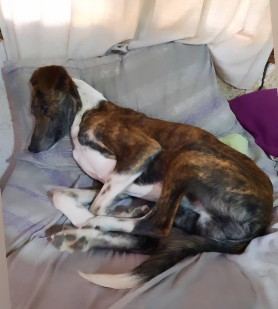 LisandroRamosA's tweet photo. ⚠️Rosario⚠️
Se perdió 18:30 hoy por entre río y 24 de septiembre 
@VivirenRosario 
Se llama ciro tiene 3 años si me ayudan difundiendo les agradecería y si saben algo 341 6812708 gracias! https://t.co/menzp1zkeg