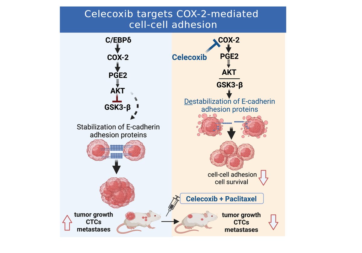 Excited to share our latest story insight.jci.org/articles/view/…  <a href="/JCI_insight/">JCI insight</a>. #COX2 #prostaglandin promotes #Cadherin #Circulating #Tumor #Cells #metastasis, targeted by #celecoxib and #paclitaxel in #breastcancer #TNBC #PDX.
#3dculture #cancerresearch #EMT #MET @NCIResearchCtr