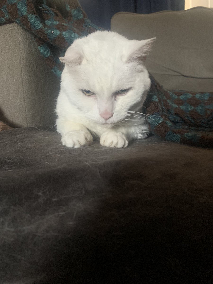 SpikeTheNene's tweet photo. The grizzled face of a soon to be 20 year old baby man. #CatsofTwittter https://t.co/132GblvKrr
