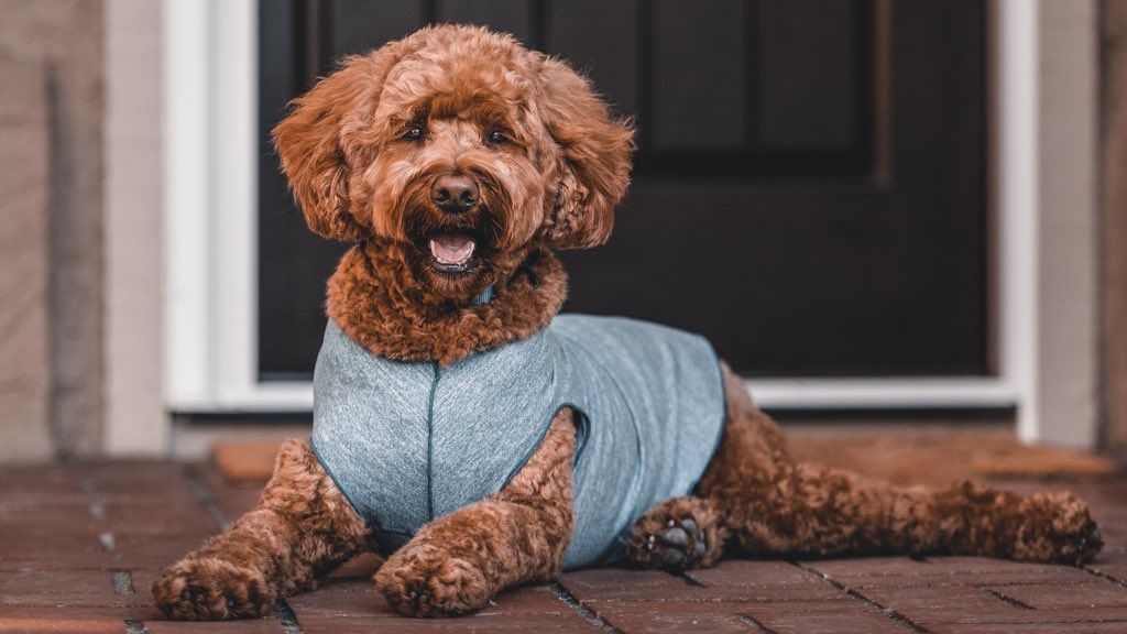 What’s better than a happy pup?? 

Shop cozy dog jackets now at bnydogs.com 

#bnydogs #bitchnewyork #dogclothes #dogjacket #dogsweater #luxurydog #luxurydogaccessories