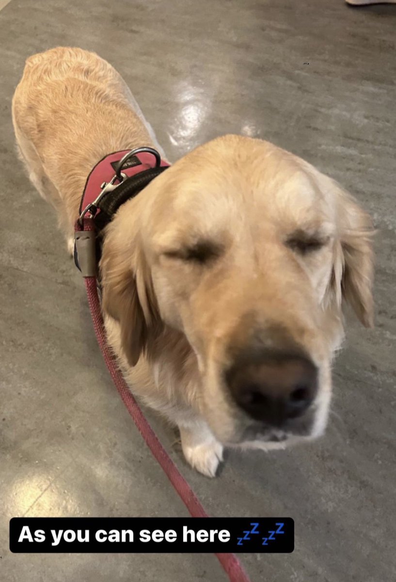 Our wellbeing captains and <a href="/BellBaxterBella/">Bella the Therapy Dog</a> sharing the love tonight at our S1 Parents Evening. #wellbeing