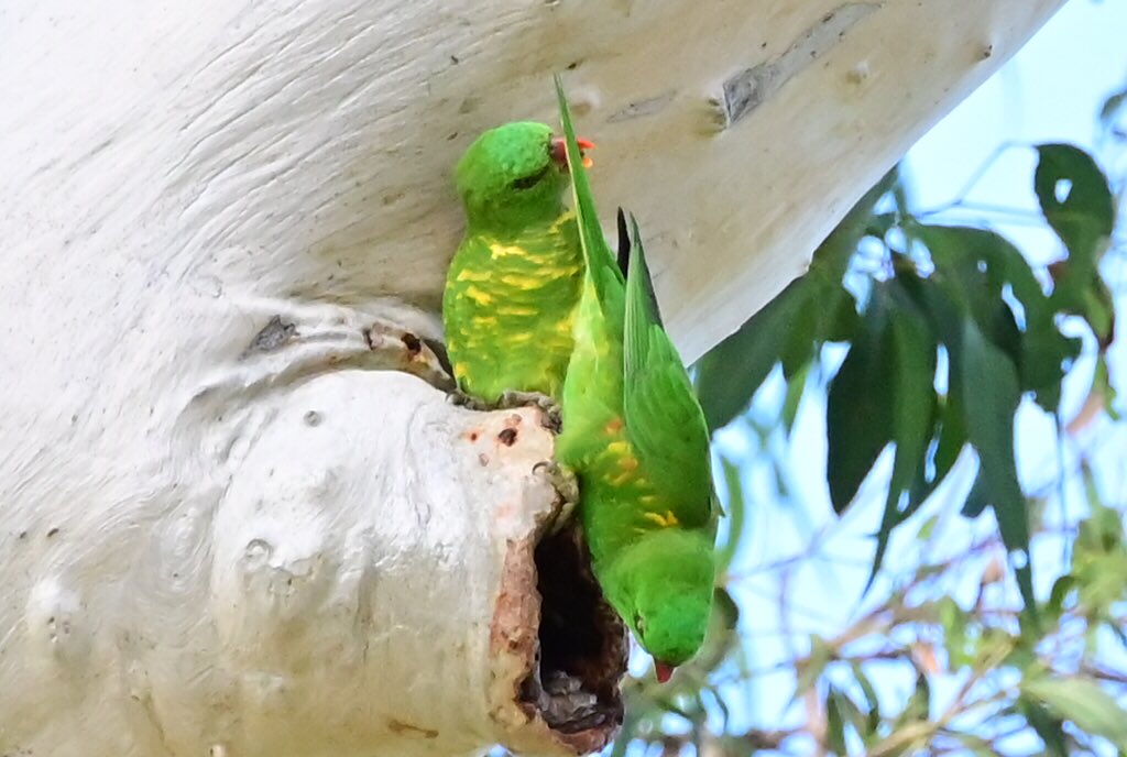 Hi All,
Good Morning on this Friday in the Western Suburbs of Brisbane 
#nikonz6ii #z6ii #mynikonlife #birds 
@olivia_brisbane @DiQld 
@Harley_Roze_BBW