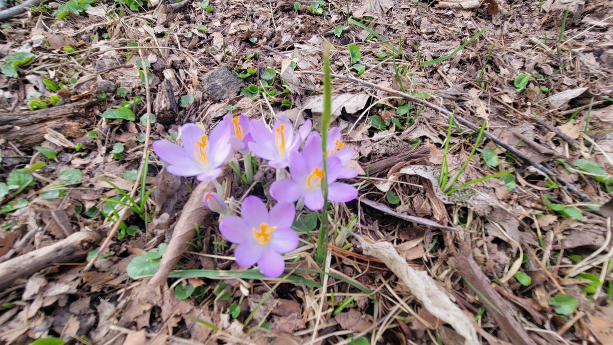 Spotted today, a welcome and much needed sign of spring.  🌷