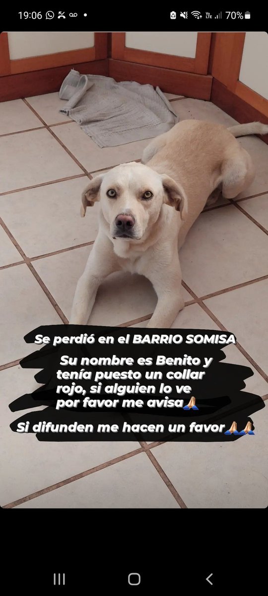Se perdió en somisa pero dicen que lo vieron con un grupo de chicos en guemes que se lo llevaban con una soga para el lado del barrio atrás de la estación de la rotonda o plastiversal
Si alguien vio o sabe algo por favor me avisa🙏🏻🙏🏻🙏🏻
HAY RECOMPENSA

Si difunden me sirve mucho!