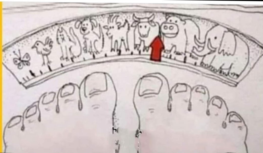 વજનકાંટો આવો હોવો જોઈએ.