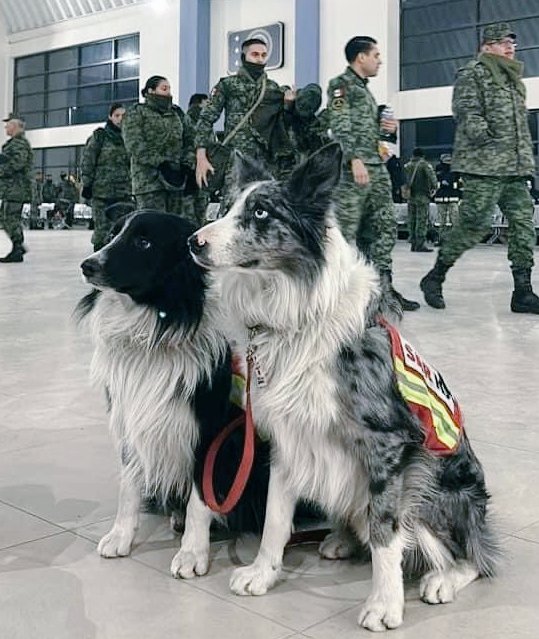 NecesitoUnPerro's tweet photo. ¿Recuerdan al perrito Athos? 
Era un perro rescatista que murió envenenado en Querétaro, una historia muy triste pero su Legado está en Turquía, pues los hijos de Athos Balam y Orly,  viajaron a Turquía y Siria para rescatar gente y onorgulleser a su padre donde quiera que esté.. https://t.co/lQ671nUF47
