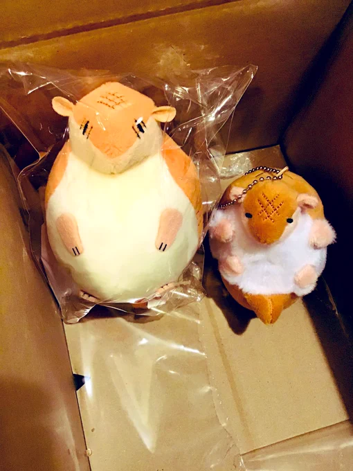アニメイト通販で買ったジョンが届いた!出迎えたのは紀伊國屋から来たジョン。わー!ずいぶん違う。同じひと玉とは思えぬ。 