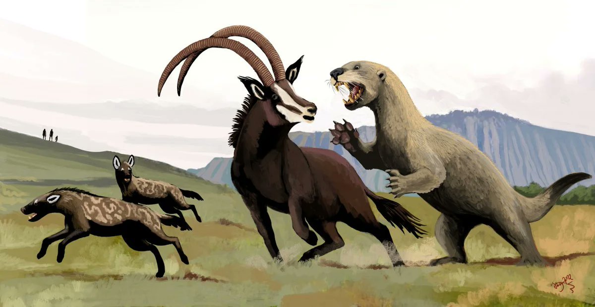 jurassic6733's tweet photo. Enhydriodon is the largest otter species to have ever existed, going extinct in the early Pleistocene. https://t.co/IA7Kbhx3qw