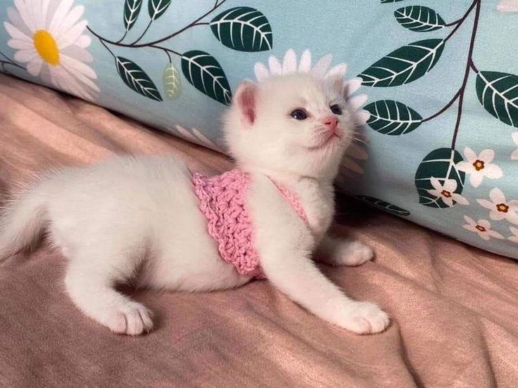 humbeetle's tweet image. im lob dresing up , im feleing sou silie an cyut !!!