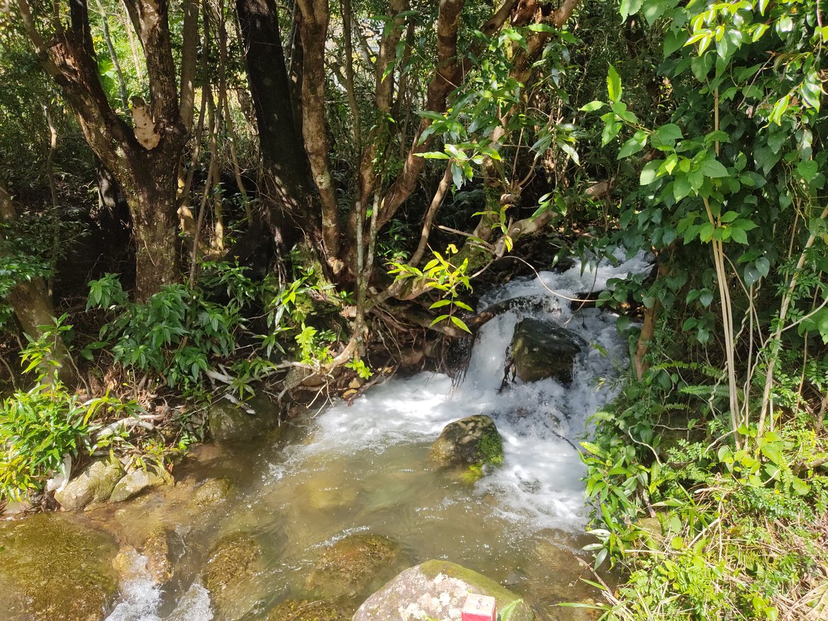 fukukyom's tweet image. 昨日は大雨が降った屋久島。今朝も雨が残ってたけど午前中急速に天気が回復して今は青空。家の横を流れる川がものすごい勢いです。こんな風景が家のすぐそばにあるなんて、屋久島すごいと思わへん?　#屋久島　#離島暮らし　#自然の中で暮らす　#自然と共に暮らす