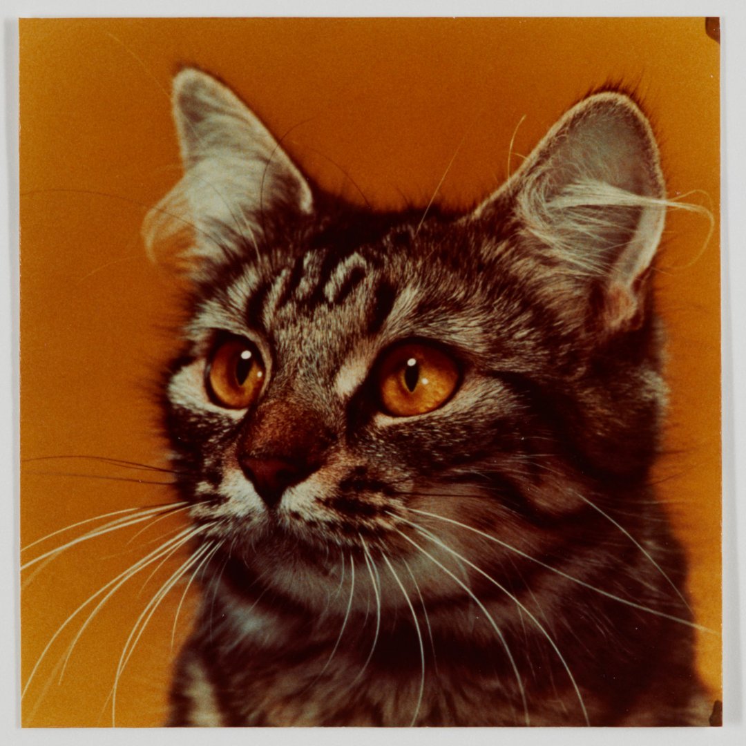 📸: Kodak Heritage Collection, 'Cat - Yellow Background', Nov 1980