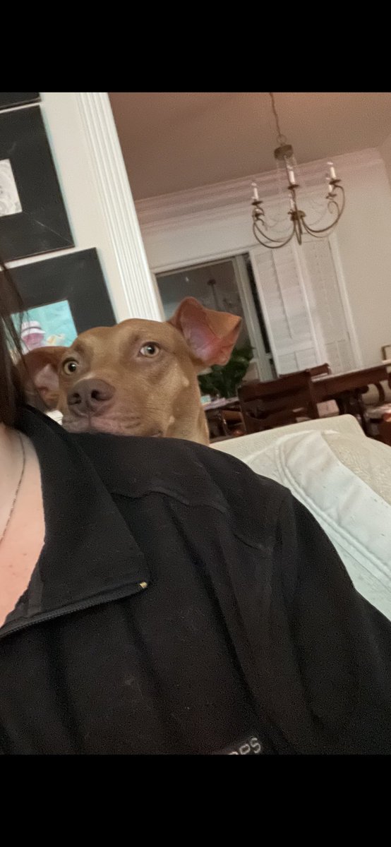 dobbyteam2's tweet photo. My #bff Benny sits on moms head and shoulders…I figured I could too! #10lbs #57lbs #LSUVetMed 🐕🐕 https://t.co/PVjhXBv1xq