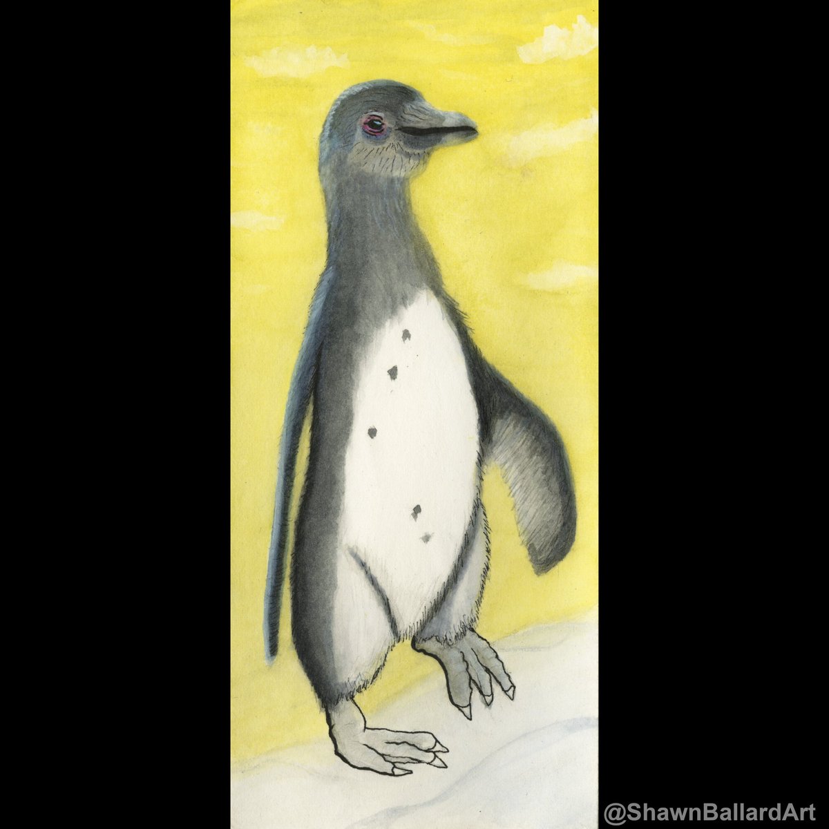 African Penguin
Watercolor & Ink 
Fact: The African penguin is monogamous, it breeds in colonies and pairs return to the same site each year. A clutch of two eggs are laid either in burrows in guano or nests in the sand under boulders or bushes.
#penguinart #penguinpainting