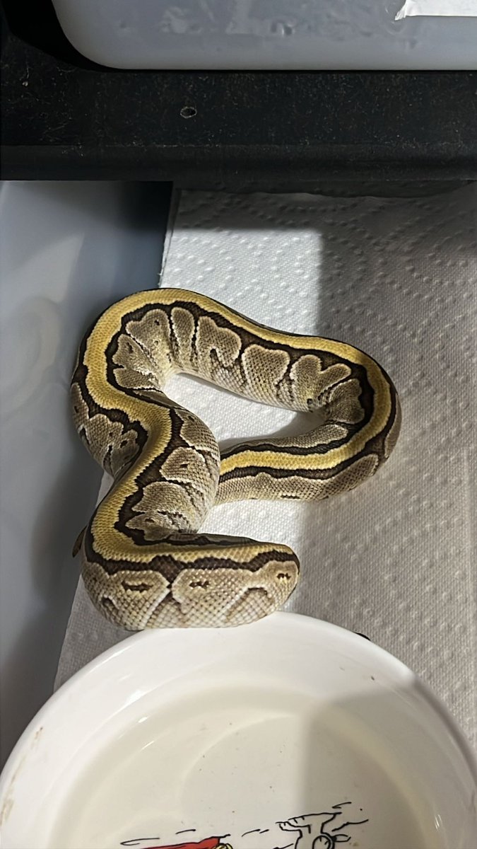 Wreckingpythons's tweet image. Ok, so I’m at a loss for words to describe how excited I am to be getting this pair from Totally_rad_pythons! Male Mojave Pinstripe Cryptic 66% het Ultramel and Female Crypton 66% het Ultramel. Cryptic and Clown are allelic. Clown x cryptic = Crypton