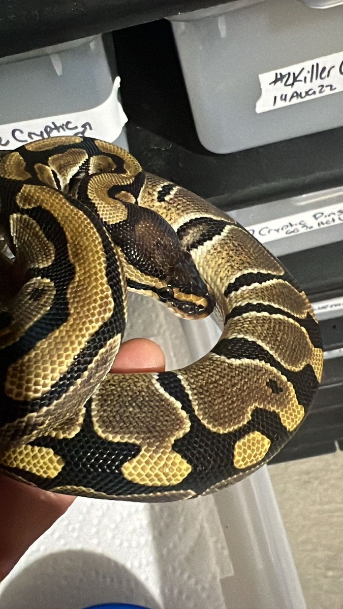 Wreckingpythons's tweet image. Ok, so I’m at a loss for words to describe how excited I am to be getting this pair from Totally_rad_pythons! Male Mojave Pinstripe Cryptic 66% het Ultramel and Female Crypton 66% het Ultramel. Cryptic and Clown are allelic. Clown x cryptic = Crypton