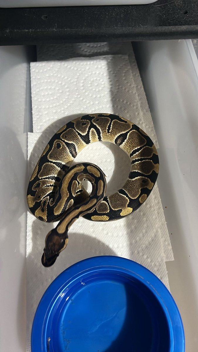 Wreckingpythons's tweet image. Ok, so I’m at a loss for words to describe how excited I am to be getting this pair from Totally_rad_pythons! Male Mojave Pinstripe Cryptic 66% het Ultramel and Female Crypton 66% het Ultramel. Cryptic and Clown are allelic. Clown x cryptic = Crypton
