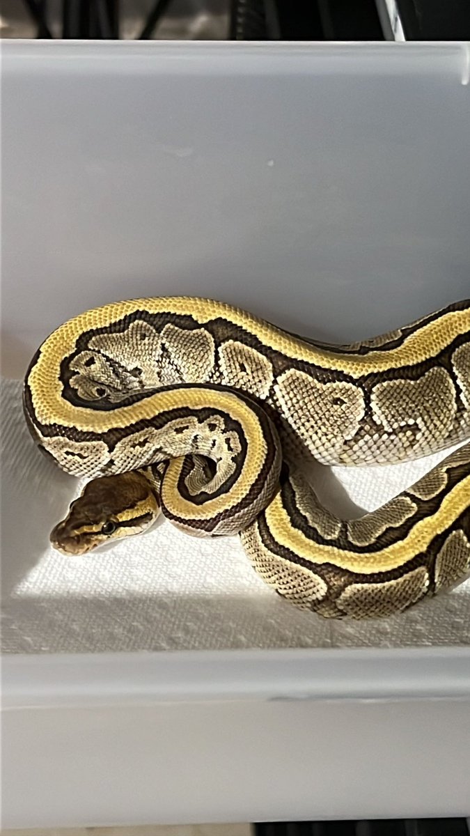 Wreckingpythons's tweet image. Ok, so I’m at a loss for words to describe how excited I am to be getting this pair from Totally_rad_pythons! Male Mojave Pinstripe Cryptic 66% het Ultramel and Female Crypton 66% het Ultramel. Cryptic and Clown are allelic. Clown x cryptic = Crypton
