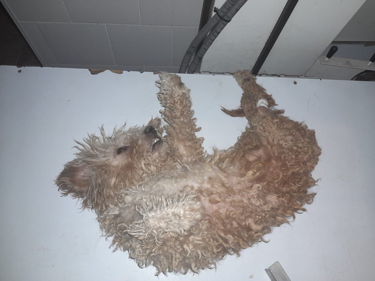 Gente si no comparten es muy DIFÍCIL cubrir los gastos de operacion! Se entiende si no pueden donar pero RT se puede todo los animales necesitan colaboración, Difusion !
Nico necesita está operación para volver a caminar! Para el y para mí es importante! 
Sin Ayuda no sé puede..