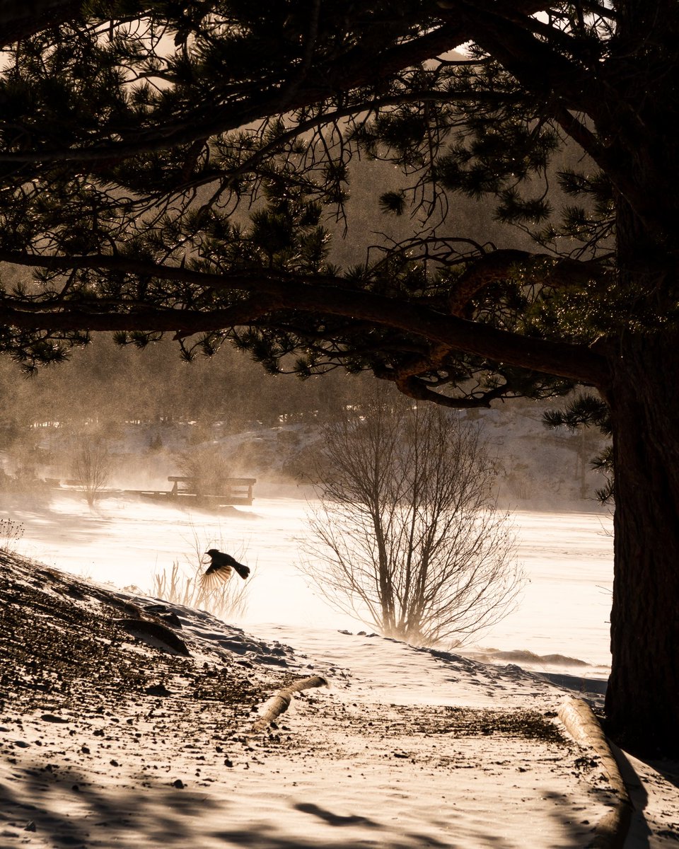 unspokenvisuals's tweet photo. Golden Hour
-
#unspokenvisuals #photographer #photography #winterwonderland #rockymountainnationalpark #wildernessculture #landscapephotography #snowscape #naturelovers #makerealphotos #americathebeautiful #exploretheoutdoors #moodygrams #exploretocreate #artofvisuals https://t.co/SYVspcMdr9