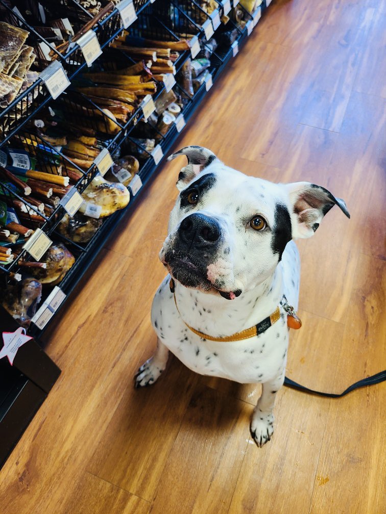 pet_valu's tweet photo. Opie with the patience of a saint despite all those yummy chews just inches away ๐ ๐ถ!
#cutecustomeralert #opie #cutedog #bullystick #dogtreats #dogchews #cutedog #dogsofinstagram #yegdogs #yeg #cutedog #gooddog #edmonton #localpetstore #petvalu #loveliveshere #DogsofTwittter โค๏ธ https://t.co/vgmrKnWoGV