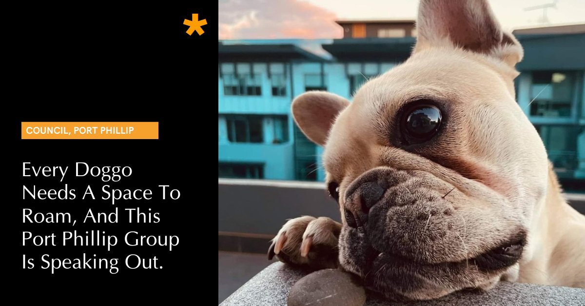 Own a dog in Port Phillip? Read up on Port Phillip Pooches: news.psmedia.com.au/port-phillip/n…

#LocalCouncil #CityOfPortPhillip
