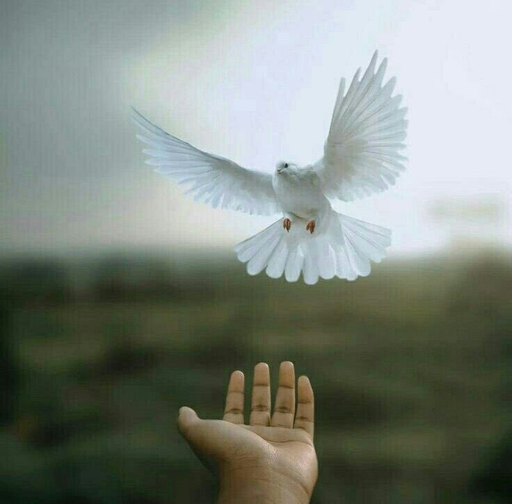 لمن ثقلت عليهم هموم الحياة تخفّفوا من أثقالها بـ لَا حوْل ولَا قُوَّةَ إِلَّا بالله.