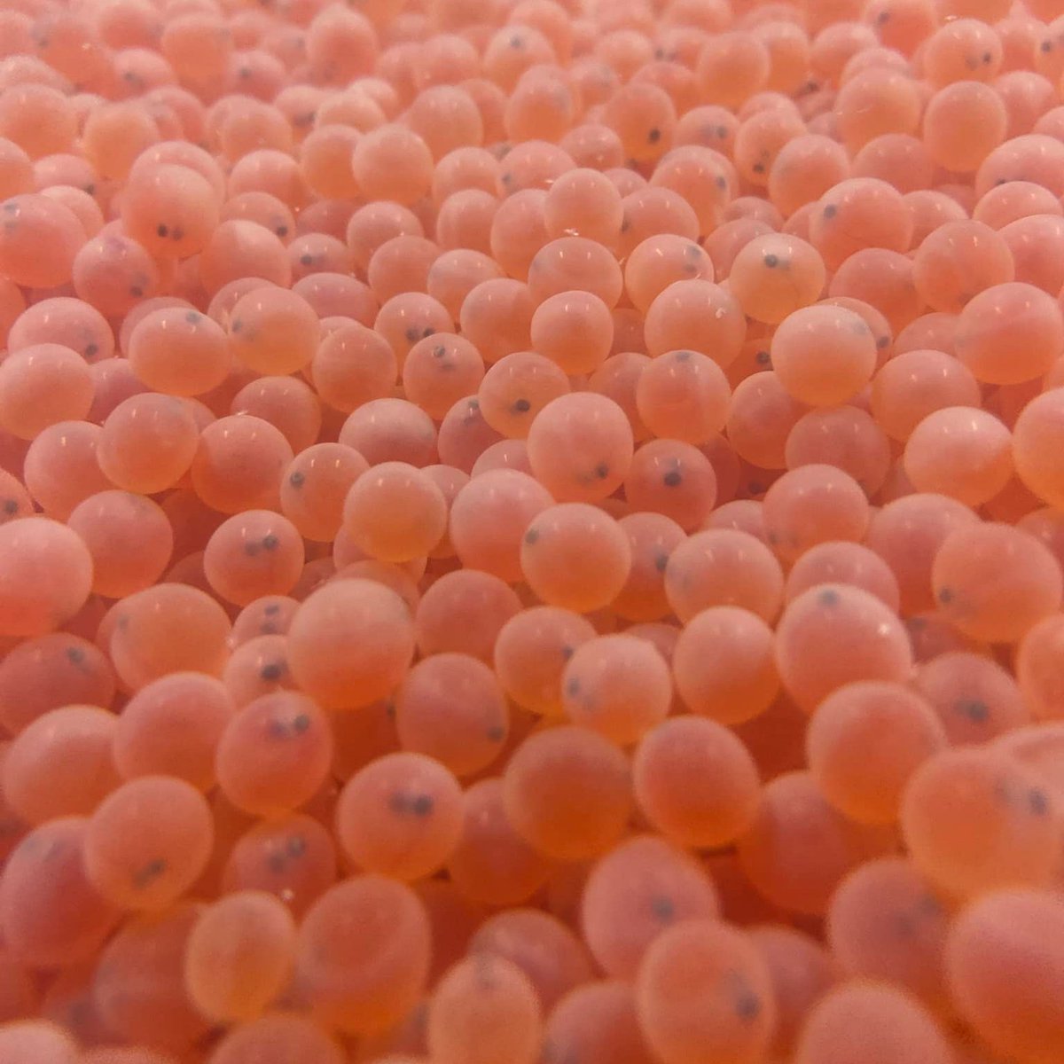 USFWS's tweet photo. Happy birthday to us and these little ones! Coleman National Fish Hatchery's late-fall Chinook salmon eggs are thriving and expected to hatch in a couple of weeks! 

Learn more about this California hatchery: https://t.co/5gyRvGn7b3

Photo by USFWS https://t.co/BTXiYyRCpY
