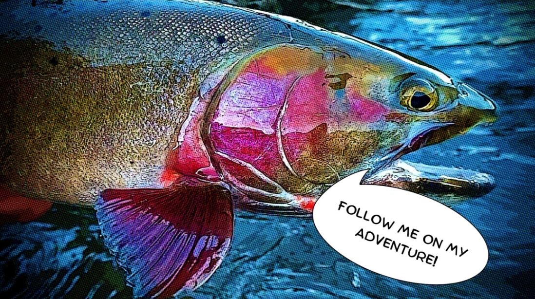 Western Native Trout (@wnativetrout) on Twitter photo Thank you <a href="/USFWSFisheries/">USFWS Fisheries</a> for sharing the o-fish-ial story of the Bear River cutthroat and our collaboration to provide passage through multiple barriers for this iconic species. #campaignforwesternnativetrout #BIL #wntiprojects fws.gov/story/2023-02/… Thank you <a href="/USFWSFisheries/">USFWS Fisheries</a> for sharing the o-fish-ial story of the Bear River cutthroat and our collaboration to provide passage through multiple barriers for this iconic species. #campaignforwesternnativetrout #BIL #wntiprojects fws.gov/story/2023-02/…