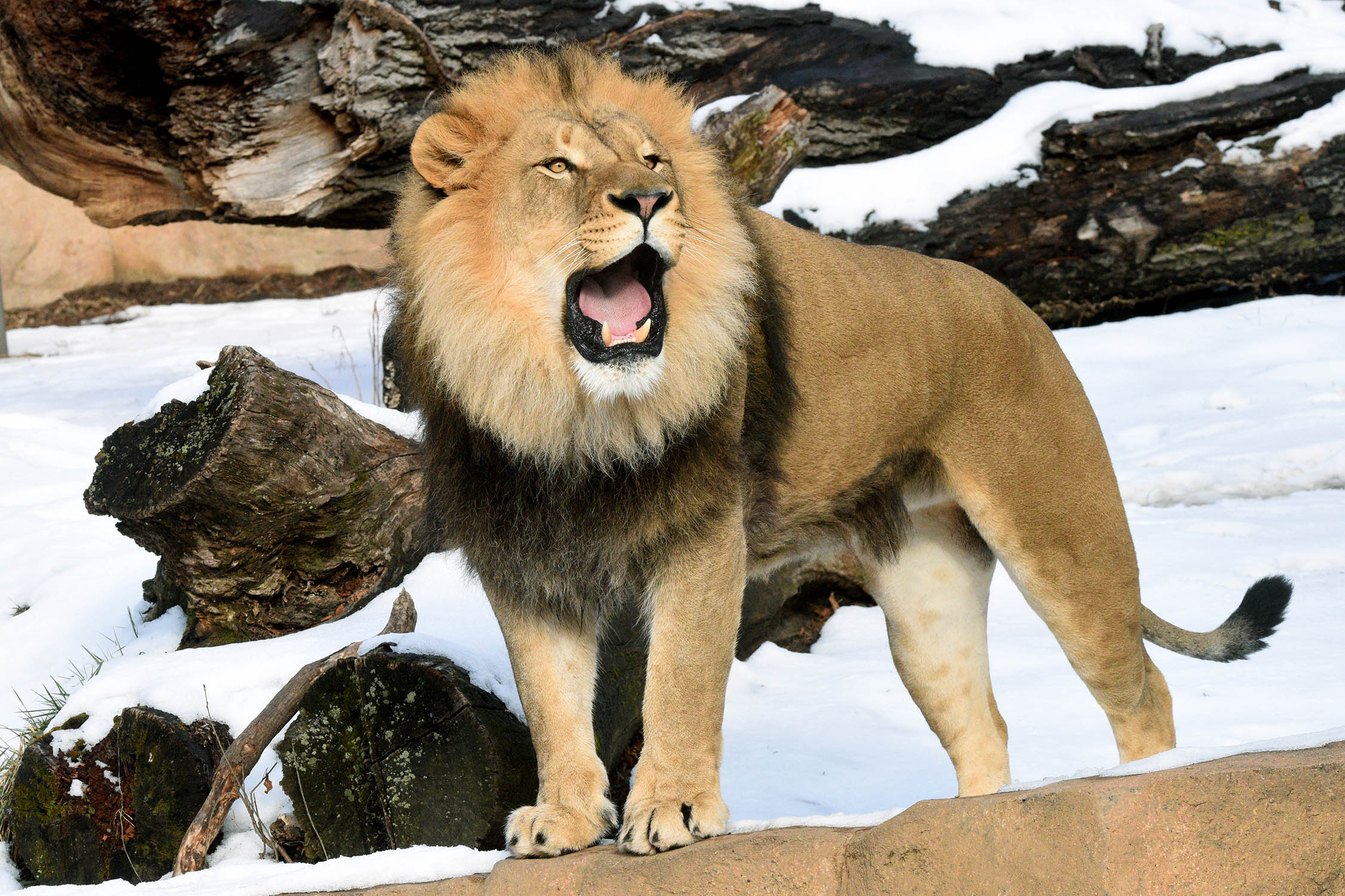 Brookfield Zoo on Twitter "We're roaring with excitement Brookfield