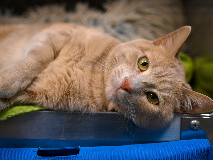 NYCDEATHROWCATS's tweet photo. THERE ARE 11 ANIMALS (3 CATS &amp; 8 DOGS) AT RISK FOR SATURDAY 2/11/23 DEADLINE IS NOON. PLEASE SHARE, FOSTER, ADOPT, TAG FRIENDS, POST TO SOCIAL MEDIA SITES, PLEDGE TO HELP SAVE THEIR LIVES. NEW PHOTOS https://t.co/Rt2PL8RaPy https://t.co/yFLtfWePRL