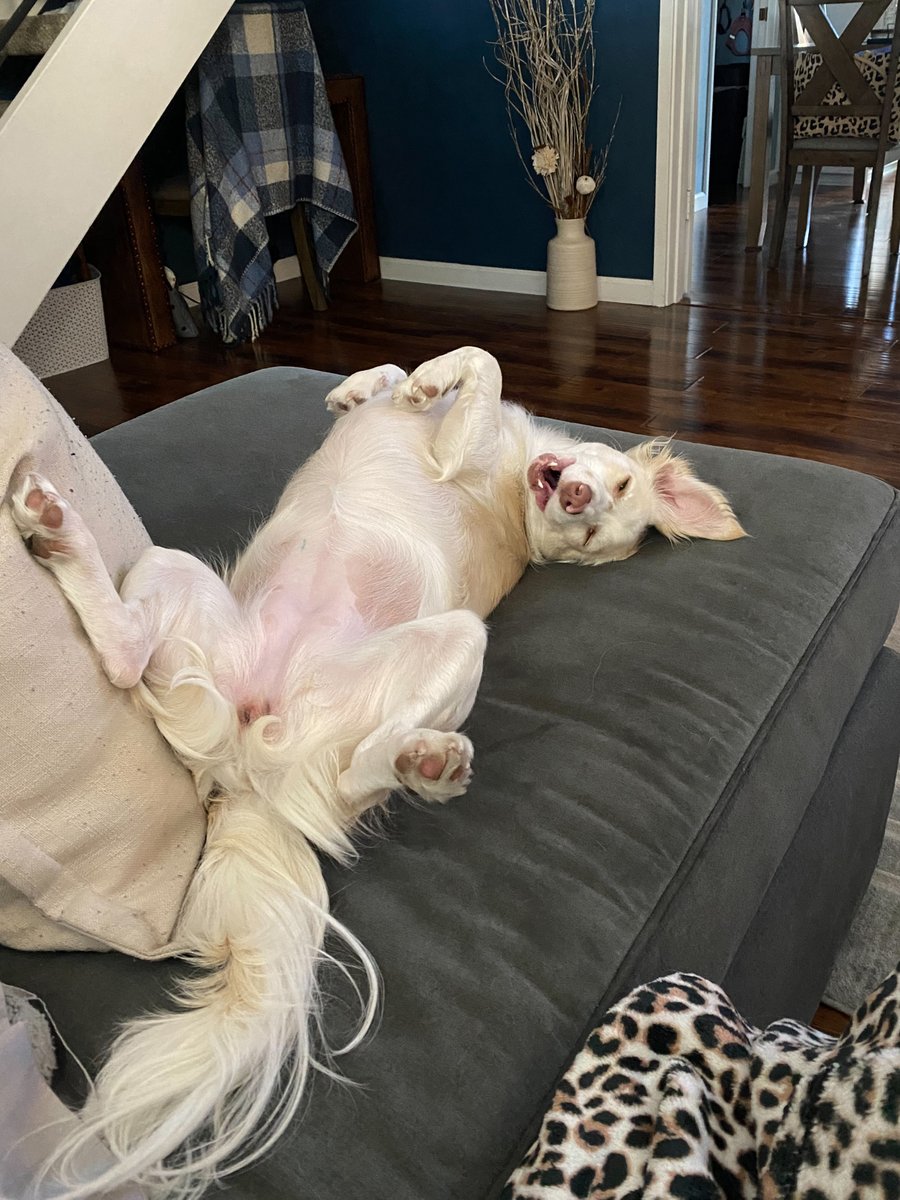 CWOB's tweet photo. ❤️What a #transformation❤️ Can you believe this is the same dog? Loreta came to us as a tiny, mangey pup in Mexico. She was utterly adorable and pathetic, covered in itchy &amp; uncomfortable scabs. Check out the photos we got from her loving adopters today. #Compassion is the Answer https://t.co/vdZiujzMVS