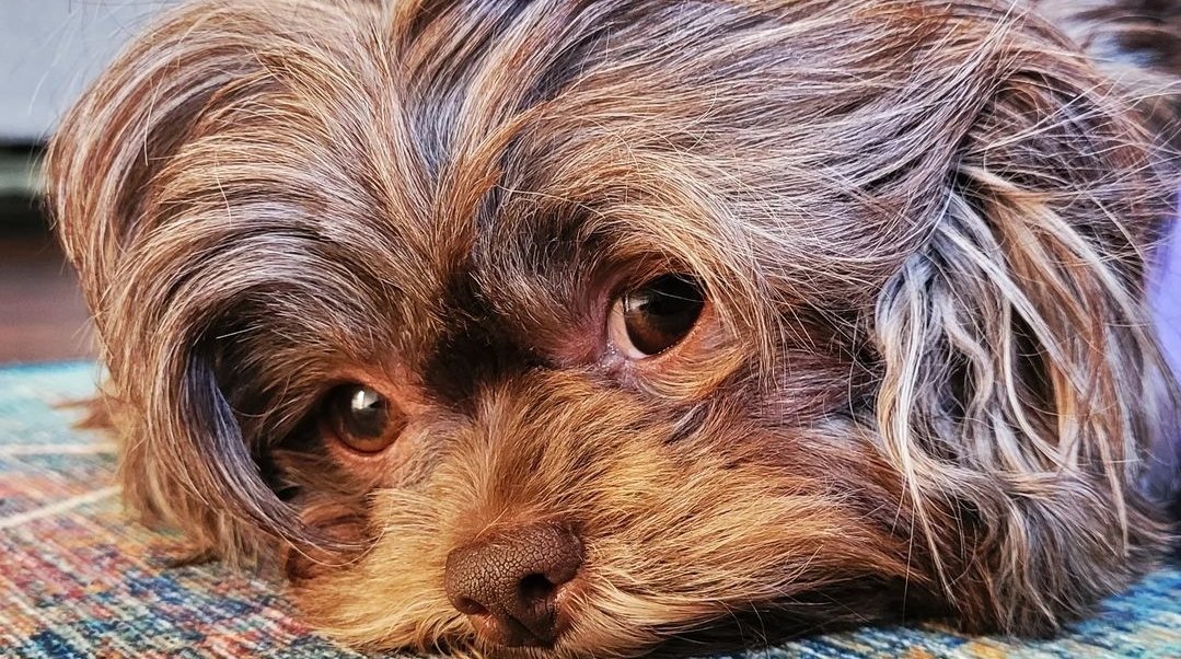 CocochanelPup's tweet photo. Hello Twitter! https://t.co/nqxlW1PtAN